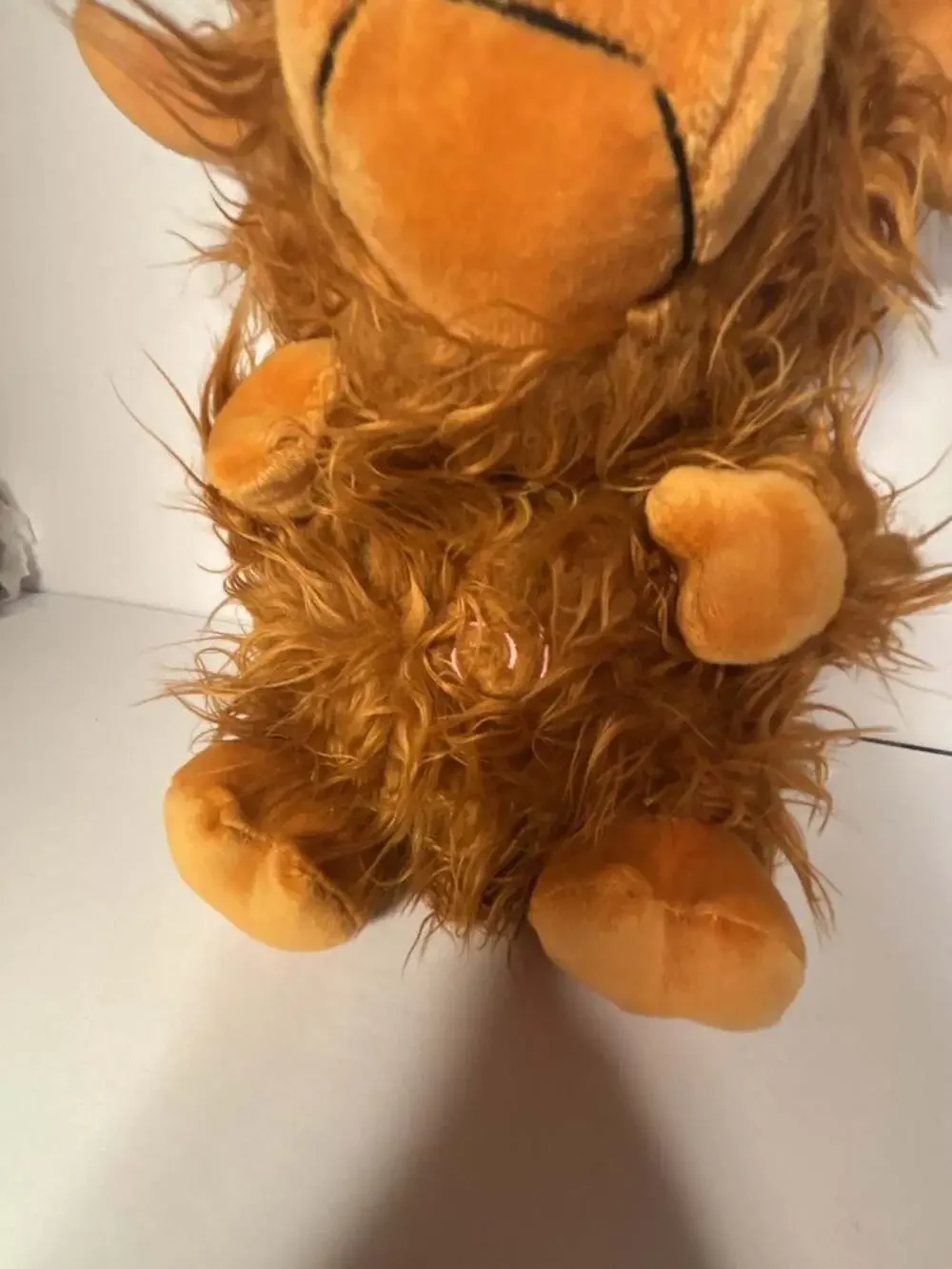 Sunshinehomely highland cow
